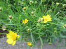 Coreopsis grandiflora (3)
