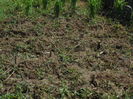 picture 021
