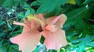 WP_20160618_10_49_47_Pro