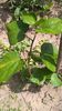 WP_20160618_10_50_34_Pro