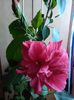 IMG_20160628_131231