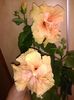 IMG_20160624_152528