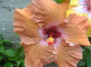 081