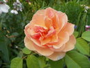 Grace