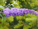 buddleja Empire Blue