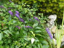 buddleja Empire Blue