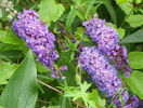 buddleja Empire Blue