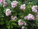 Apple Blossom