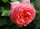 DSC02181