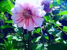 IMG_20160630_123016