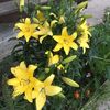 22   asiatic Yellow