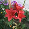 lilium asiatic red