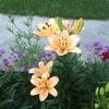 lilium asiatic Salmon