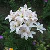 lilium Spring Pink