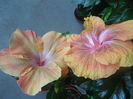DSCN0965