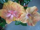 DSCN0966