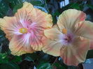 DSCN0967