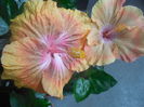 DSCN0968