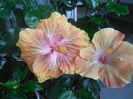 DSCN0970