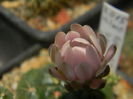 DSCN7338