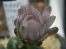 DSCN7340