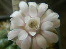 DSCN7345
