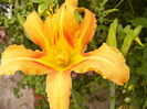 Hemerocalis Fulva Kwansa