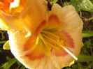 P1290589