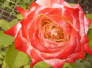 Rosa Keiserine Farah