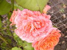 Rosa Emillien Guillot