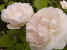 Rosa Winchester Cathedrale
