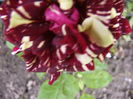 P1290653