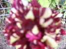 P1290659
