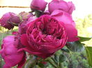 Rosa Erick Taberly