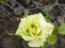 Rosa din Bulgaria
