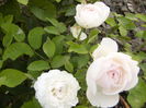 Rosa Winchester Cathedrale