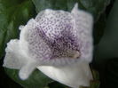 P6290021