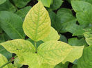 Chlorosis = deficienta fier