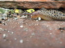 Limax maximus