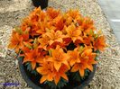Keukenhof.06.05.2016 182