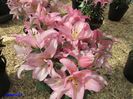 Keukenhof.06.05.2016 184