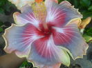 a 2 floare