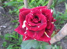 IMG_3644 Hocus Pocus