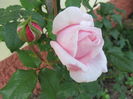 IMG_3579 Nahema