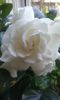 Gardenia