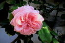 Coral Dawn