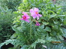 Incarvillea delavayi (5)