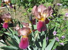 Iris germanica (5)