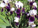 Iris germanica (11)