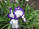Iris germanica (14)